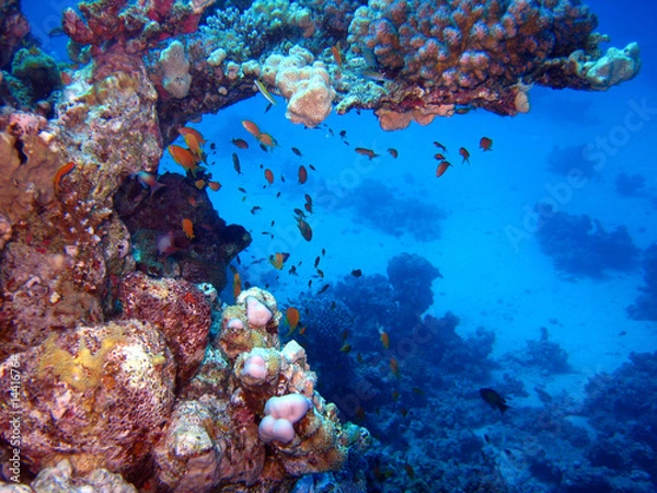 Obraz Tauchen am Riff