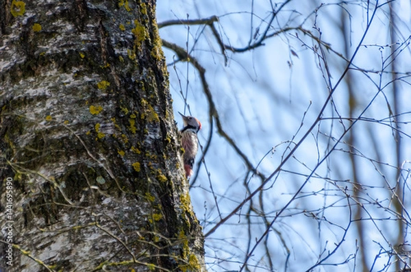 Obraz Woodpecker clinging to tree trunk in early spring forest with bright sky. Close-up from below of woodpecker on tree bark, calm forest mood, vertical framing, natural wildlife moment.