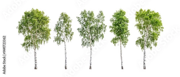 Fototapeta Pack of Birch Trees Against Transparent Background for Nature Branding, Botanical Promotion, or Forest Design Projects