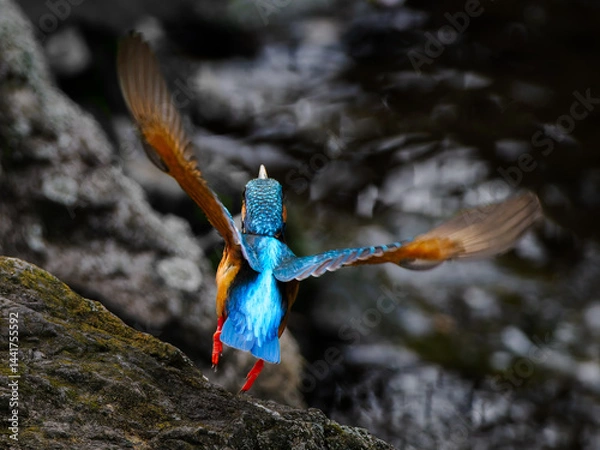 Obraz カワセミの飛び立ち