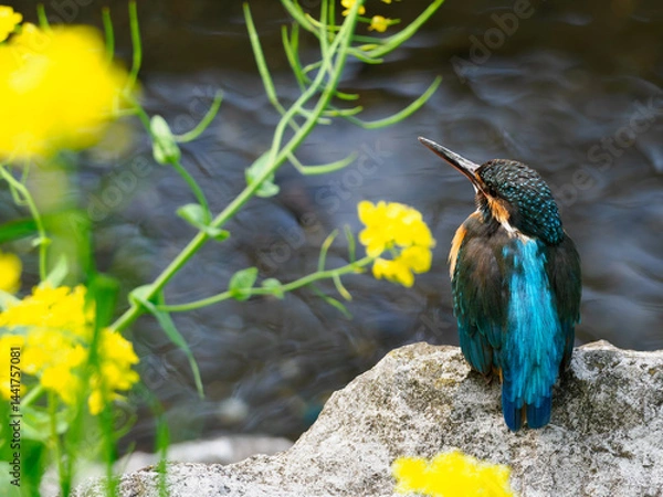Obraz 菜の花とカワセミ