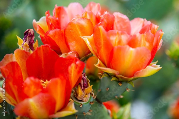 Obraz A flowering cactus in Tucson, Arizona