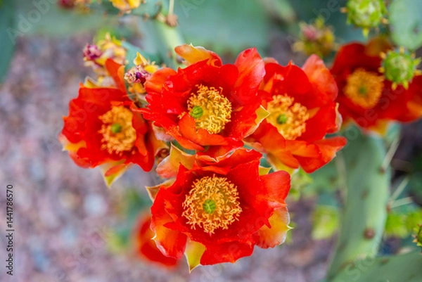 Obraz A flowering cactus in Tucson, Arizona