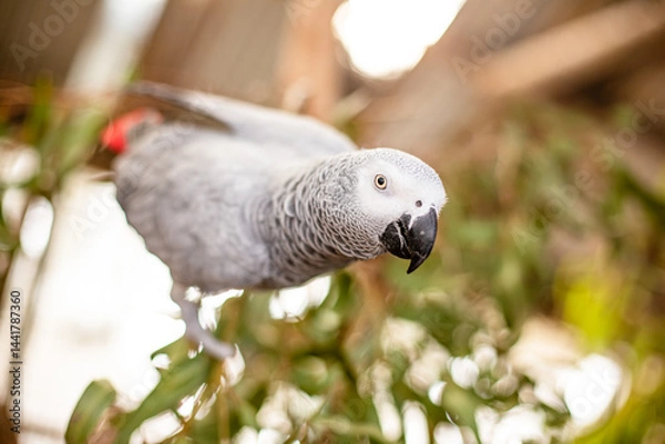 Obraz WILD AFRICAN GREY PAROT SITTING ON A BRANCH