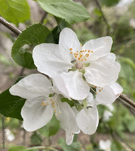 Obraz Spring apple blossom. The flower has opened its massive large petals wide to the sun. The beauty of the April spring garden, when nature comes to life, is reborn