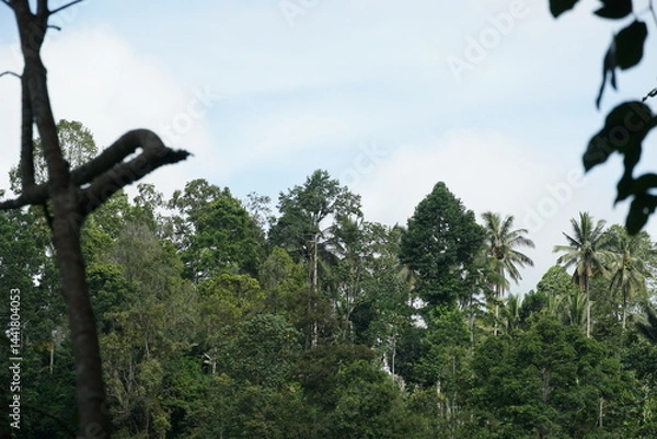 Fototapeta Exploring the lush green forests of nature tropical environment landscape photography serene viewpoint ecosystem harmony