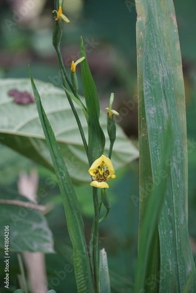 Fototapeta Vibrant yellow flower blooming in lush green garden nature photography serene environment close-up view