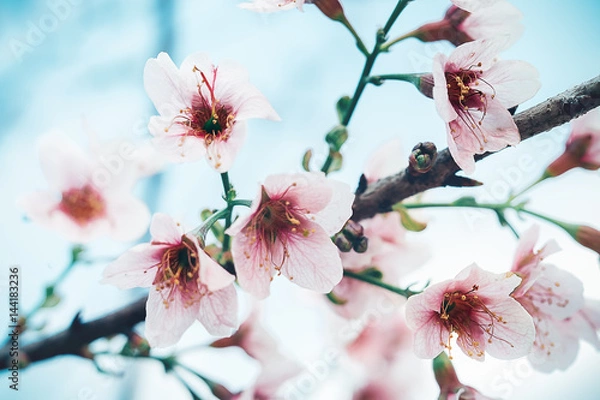 Fototapeta Cherry Blossom or Sakura flower Soft focus and blur in vintage style for background