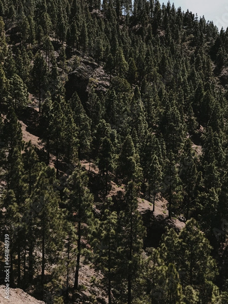 Fototapeta Aerial View of Dense Pine Forest on Mountain Slope