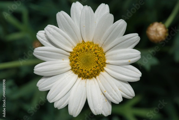 Fototapeta Margeriteblüte