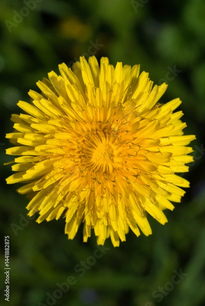 Fototapeta Löwenzahnblüte