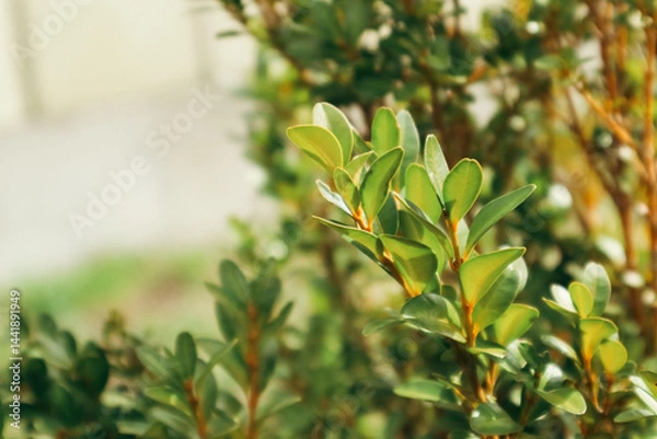 Obraz Buxus microphylla in spring. Green hedge of boxwood in the garden. Close-up. Nature background.