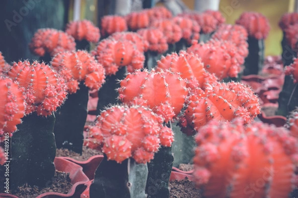 Obraz small red cactus background