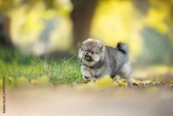 Obraz funny spitz puppy playing and biting grass outdoors