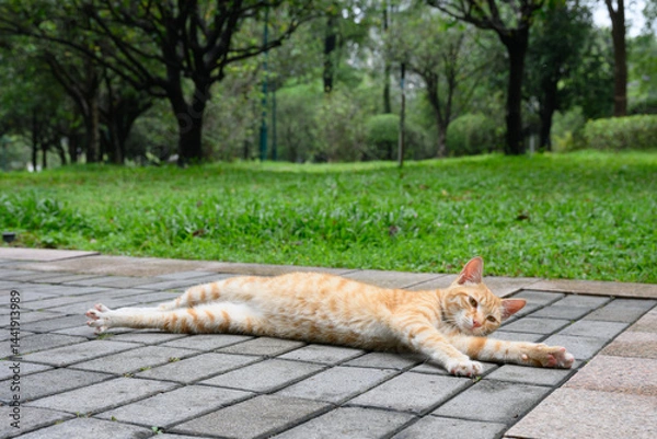 Fototapeta In the park, the cat is lying on the ground