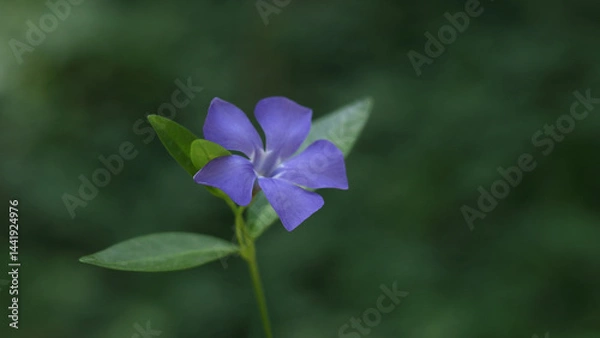 Fototapeta Blue periwinkle flower with green leaves on dark blurred background, macro nature photo with soft focus.