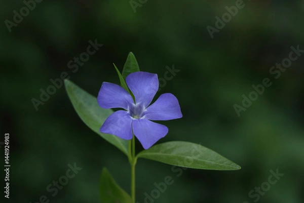 Fototapeta Closeup of blue periwinkle flower with green leaves, isolated on soft natural background, spring wild plant.
