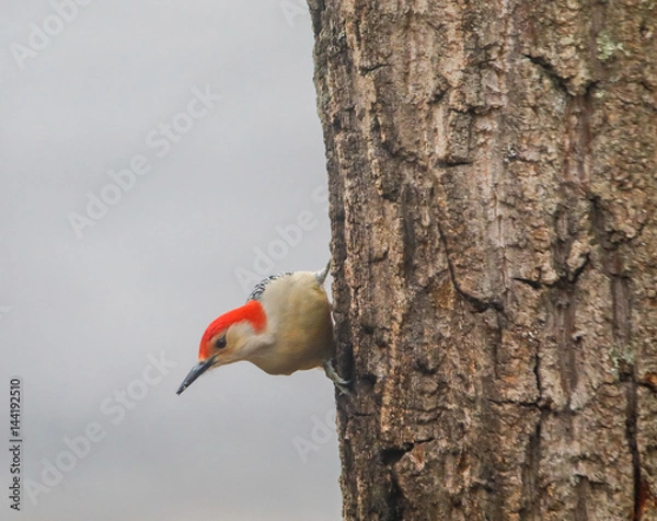 Fototapeta Woodpecker