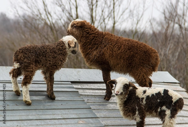 Fototapeta Three sheep are standing on a roof, with one of them being a baby