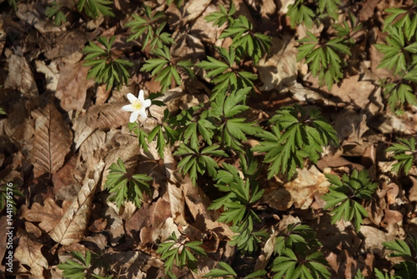 Fototapeta Early spring white anemone flowers emerge from dry leaves in forest, symbolizing nature's awakening and seasonal rebirth.