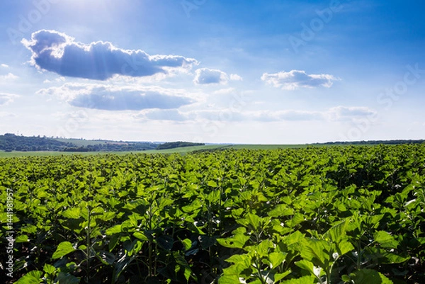 Obraz Large farm fields are sown with sunflowers. The crop grows well after sowing, has good healthy leaves and strong stems. Mid-summer in the central region of Ukraine somewhere near Znamyanka.