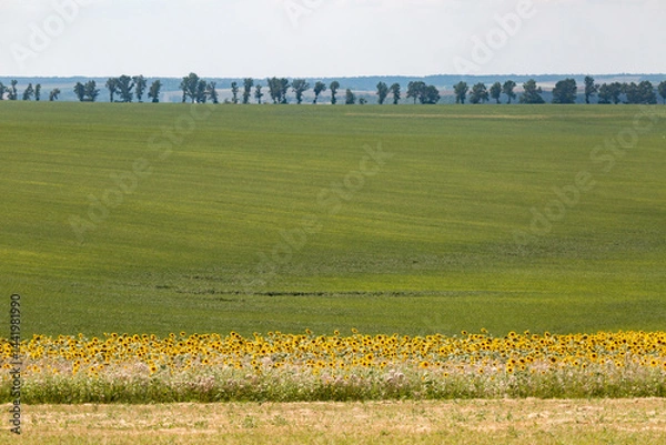 Obraz Endless farm fields are sown with various crops. A strip of sunflower field. Peaceful rural landscape. Summer in the eastern region of Ukraine, somewhere in Slobozhanshchyna.