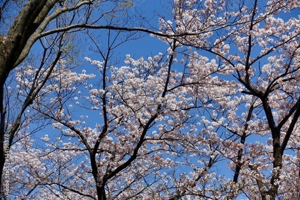 Fototapeta 多摩のさくら