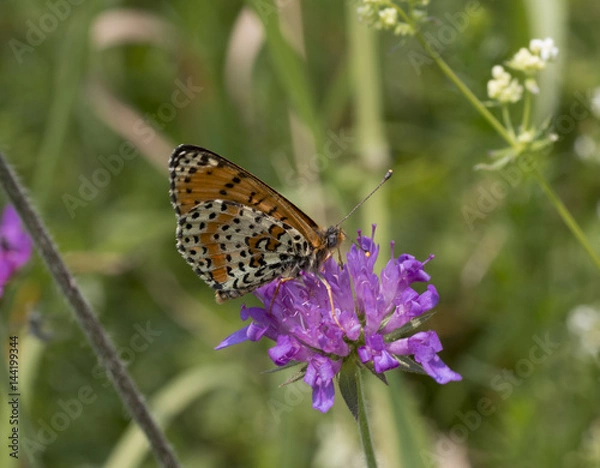 Fototapeta Melitaea didyma
