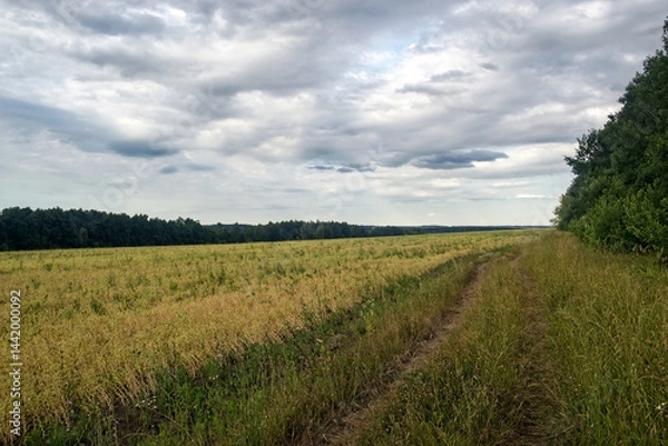 Obraz Dirt road in the countryside on a cloudy day