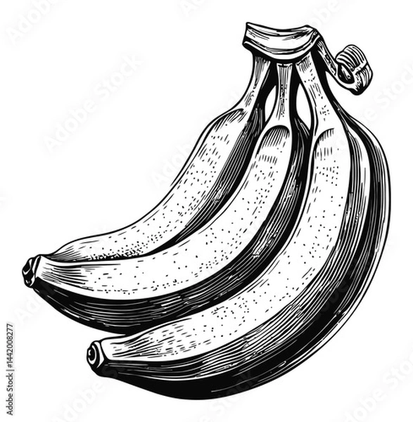 Obraz Vintage Engraving of Three Bananas on White Background