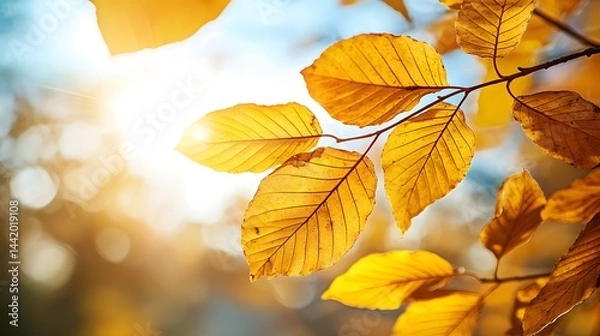 Obraz Golden Leaves in Sunrise Light with Soft Background and Bokeh