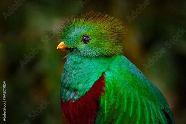 Obraz Quetzal close-up detail portrait in dark tropic forest, Pharomachrus mocinno, from  nature Costa Rica. Magnificent sacred mystic green and red bird. Wildlife scene from Costa Rica.