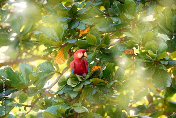 Fototapeta Macaw parrot flying in dark green vegetation with beautiful back light and rain. Scarlet Macaw, Ara macao, in tropical forest, Costa Rica. Wildlife scene from tropical nature. Red in forest.
