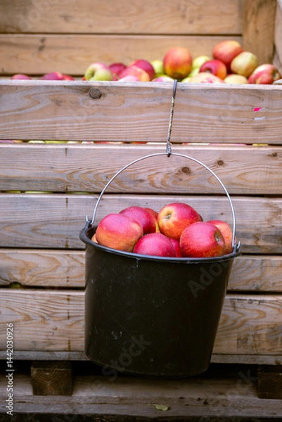 Obraz The harvest of fresh ripe red apples just collected from the branches are folded into large plastic buckets. Production capacity of a orchards farm in Bukovyna region, Ukraine.