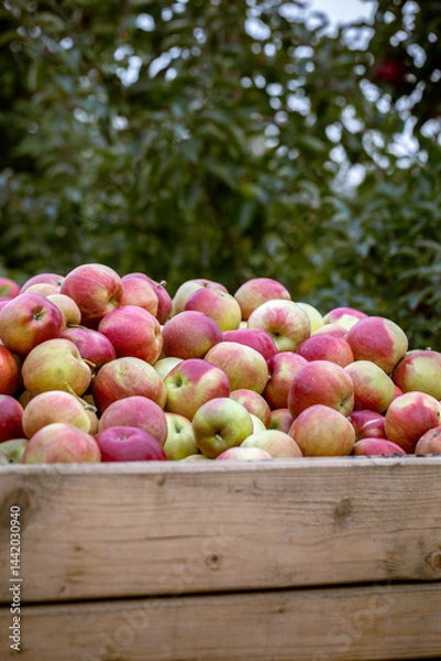 Obraz The harvest of fresh ripe red apples just collected from the trees are folded into large wooden pallet containers. Production capacity of a orchards farm in Bukovyna region, Ukraine.