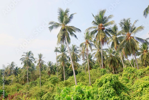 Fototapeta Coconut palms against the sky, tropical summer landscape, view from a southern vacation on the island