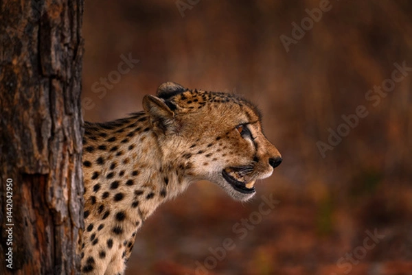 Fototapeta Cheetah, Acinonyx jubatus, walking wild cat. Fastest mammal on the land, Botswana, Africa. Cheetah on gravel road, face to face portrait. Spotted wild cat in nature habitat, Okavango delta