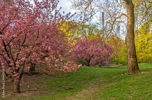 Fototapeta Central Park in spring