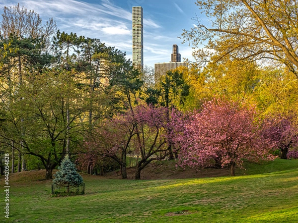 Fototapeta Central Park in spring