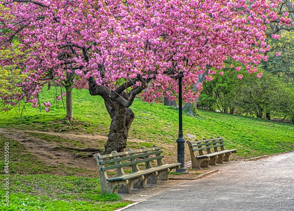 Fototapeta Central Park in spring