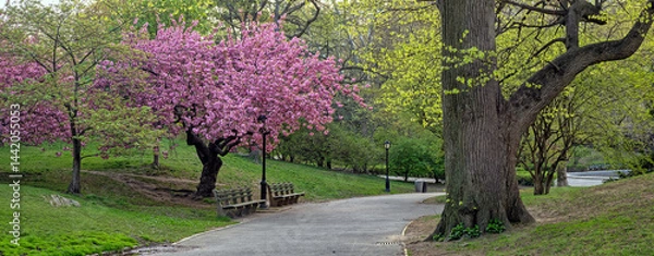 Fototapeta Central Park in spring