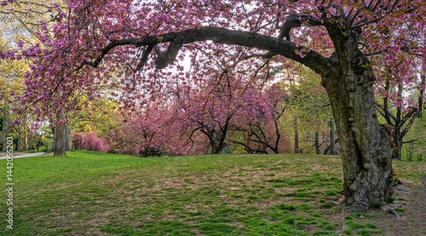 Fototapeta Central Park in spring