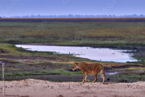 Fototapeta Lion on the coast Chobe River in Botswana. First rain in nature, wildlife. Lion walk in the sand, landscape photography with wild cat.