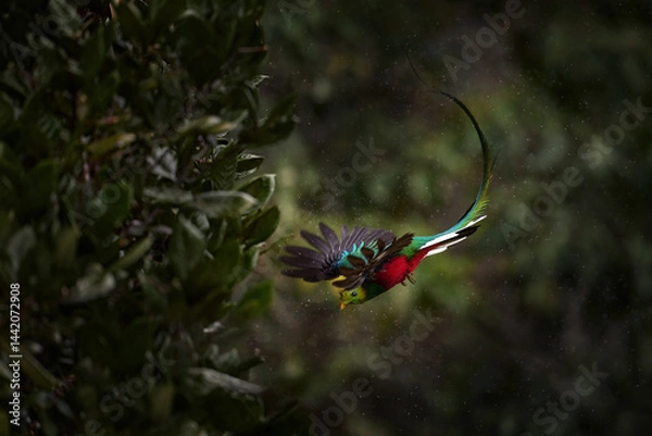 Fototapeta Flying Resplendent Quetzal, Pharomachrus mocinno, Costa Rica, with green forest in background. Magnificent sacred green and red bird. Action flight moment with Quetzal, beautiful exotic tropic bird.