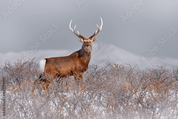 Fototapeta Hokkaido sika deer, Cervus nippon yesoensis, on the snowy meadow, winter mountains and forest in the background, animal with antlers in the nature habitat, winter scene from Hokkaido, Japan.