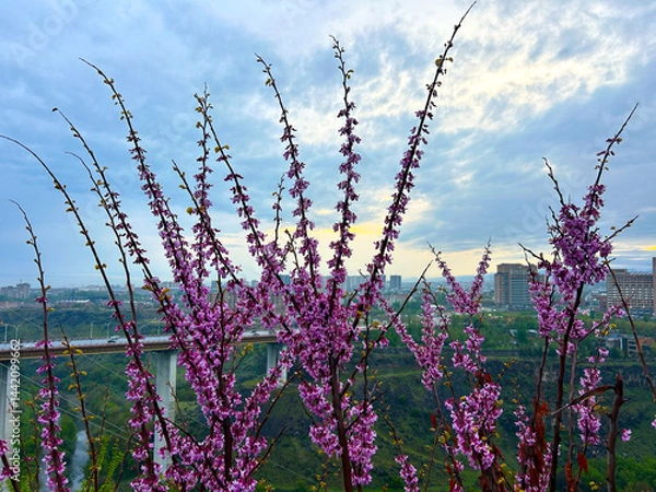 Fototapeta Beautiful trees with pink flowers on the background of the city