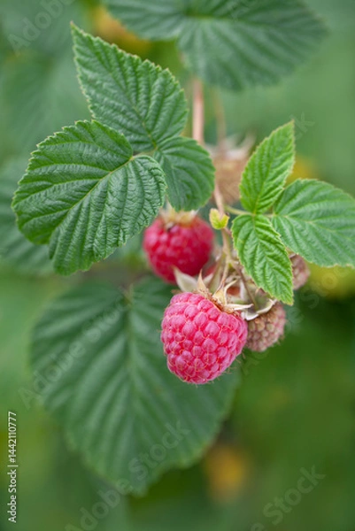 Fototapeta Close up raspberries branch growing on raspberry bush in organic garden. 