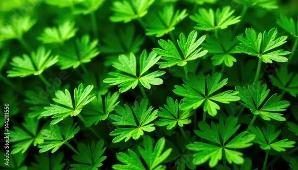 Fototapeta Dense parsley sprigs, creating a complex herbal pattern , background, vibrant, ingredient