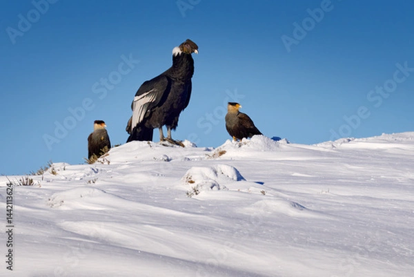 Fototapeta Condor with caracara from Patagonia in Chile. Andean condor, Vultur gryphus, big bird of prey flying in the rock mountain. Bird in nature habitat, Laguna Sofia, Chile. Condor in snow, South America.
