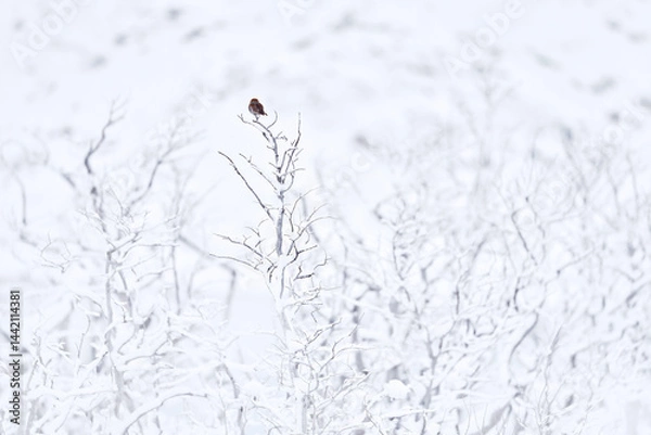 Fototapeta Owl, winter Patagonia. Austral pygmy owl, Glaucidium nana, sitting on the tree branch with clear winter snowy background. Wild bird in the nature habitat, Torres del Paine Chile. Birdwatching America